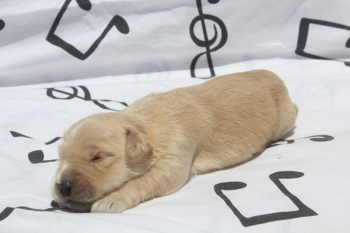 of caniland's dream - Chiots disponibles - Golden Retriever