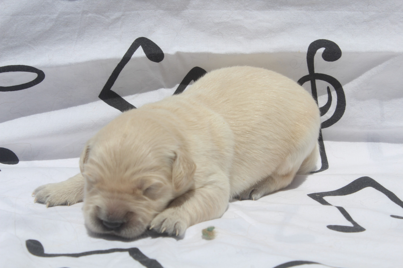 of caniland's dream - Chiots disponibles - Golden Retriever