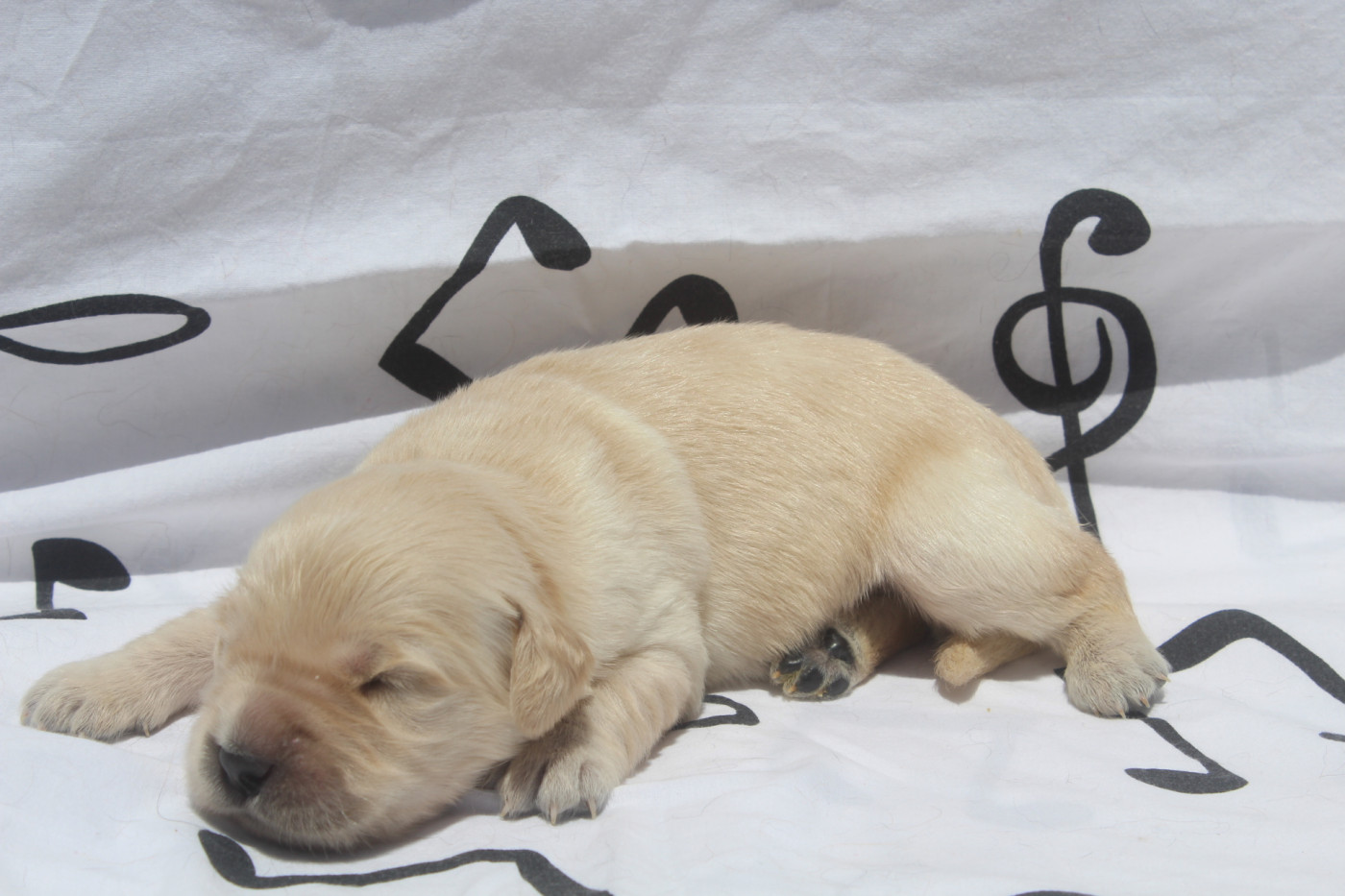 of caniland's dream - Chiots disponibles - Golden Retriever