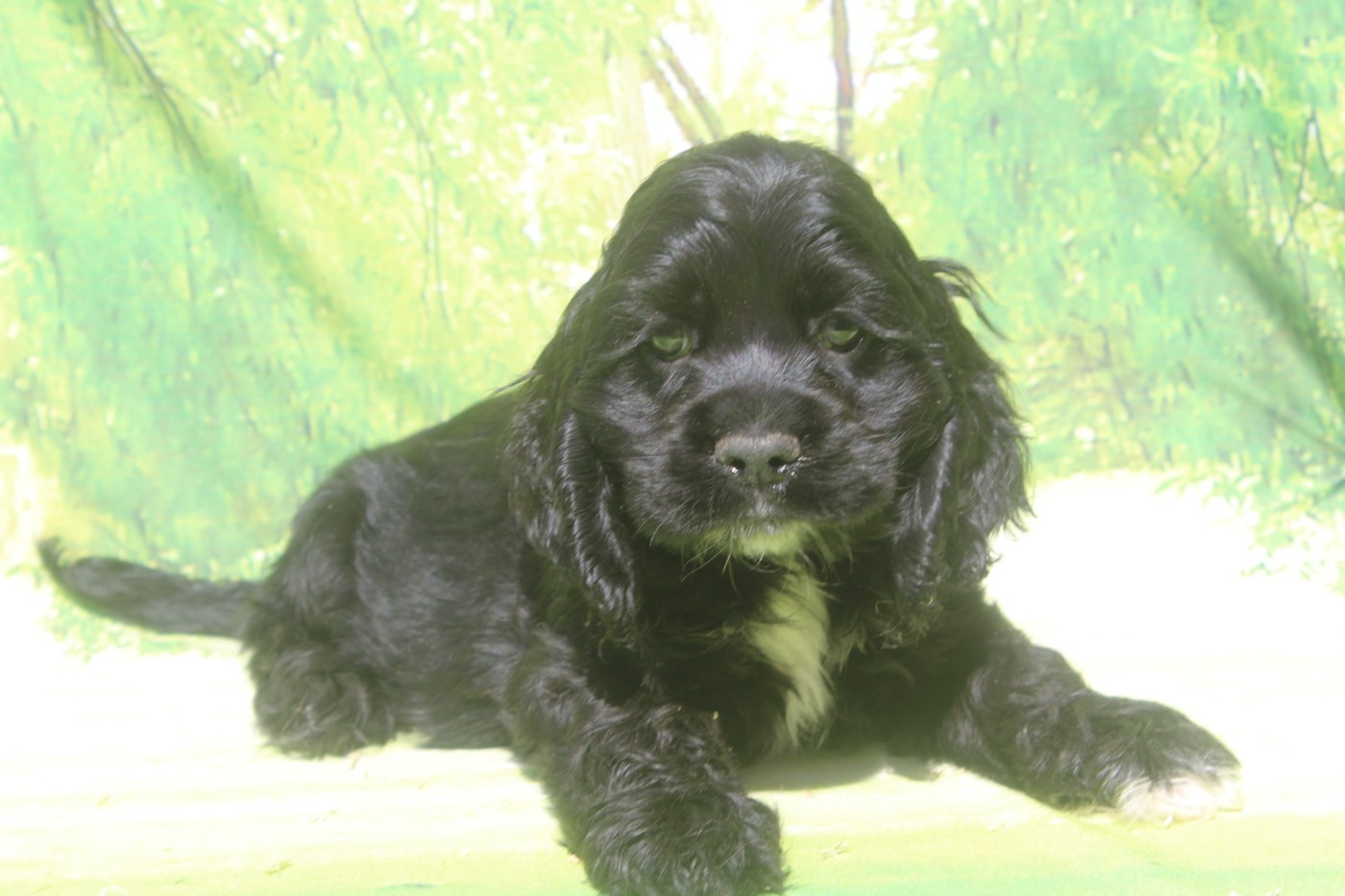 of caniland's dream - Chiots disponibles - American Cocker Spaniel