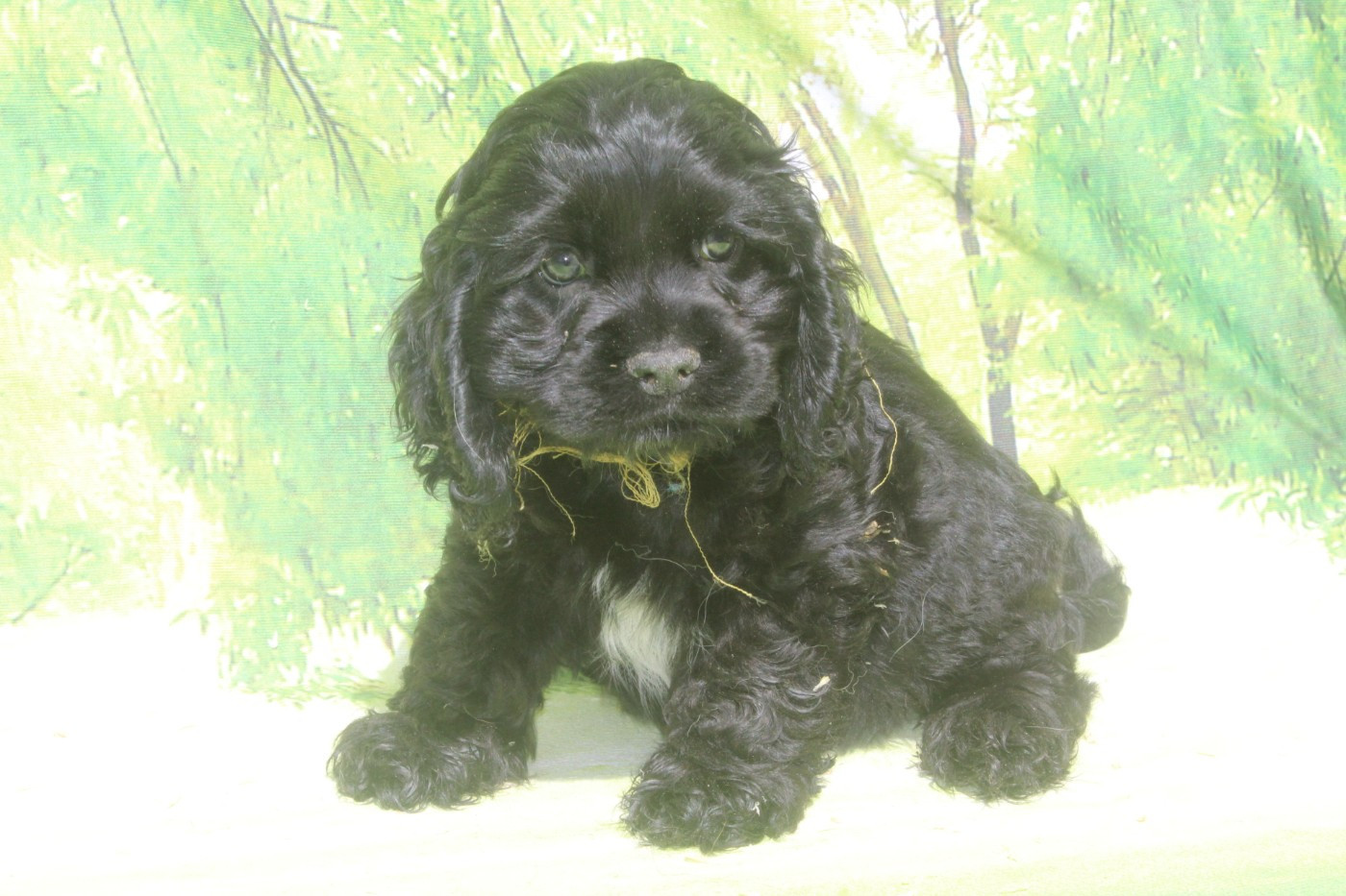 of caniland's dream - Chiots disponibles - American Cocker Spaniel