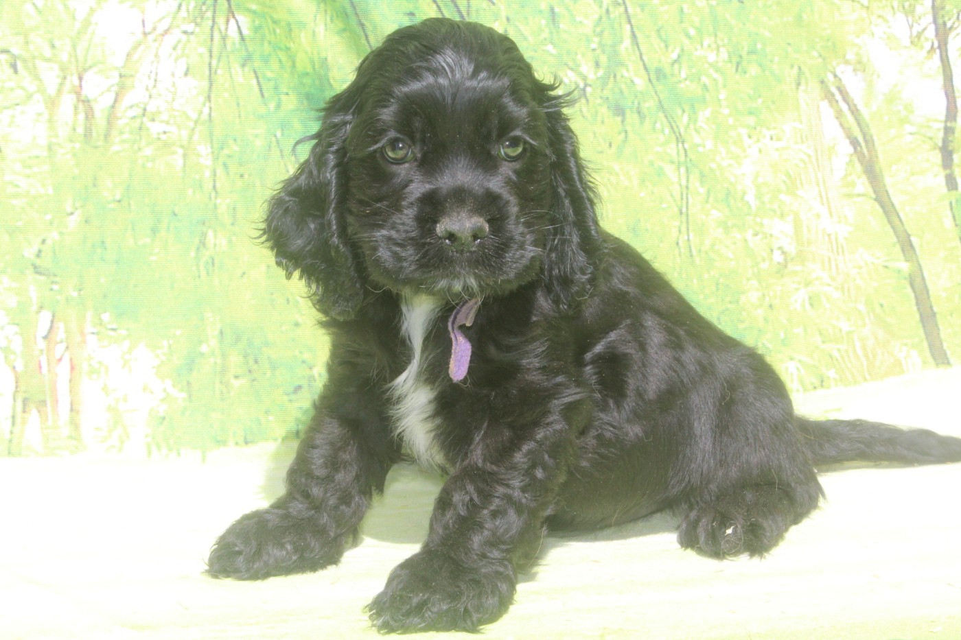of caniland's dream - Chiots disponibles - American Cocker Spaniel