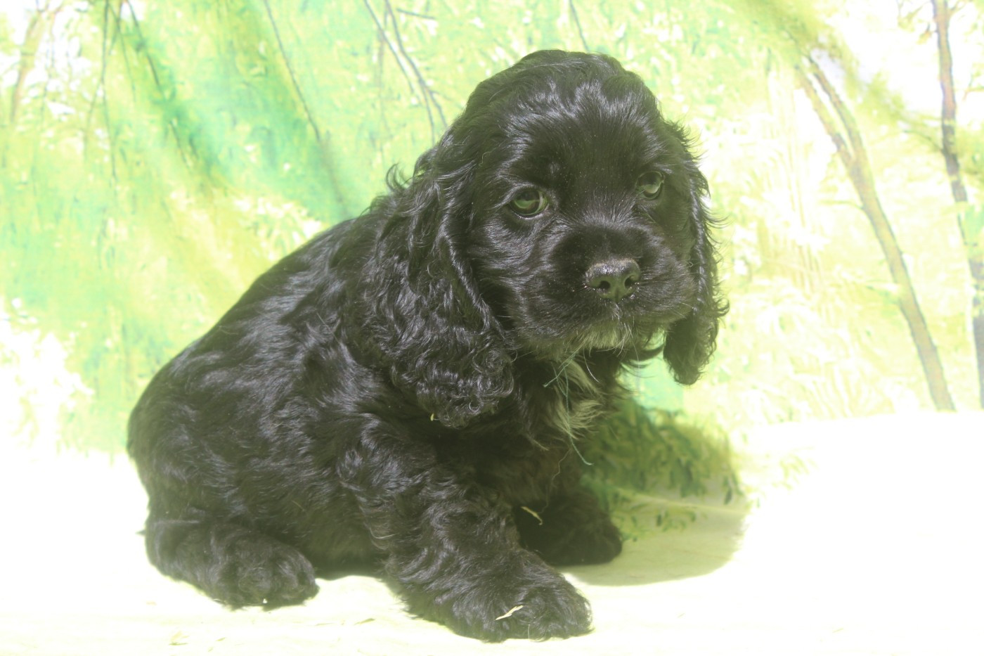 of caniland's dream - Chiots disponibles - American Cocker Spaniel