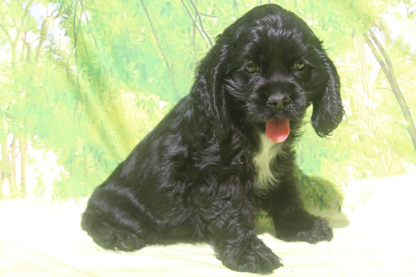 of caniland's dream - Chiots disponibles - American Cocker Spaniel