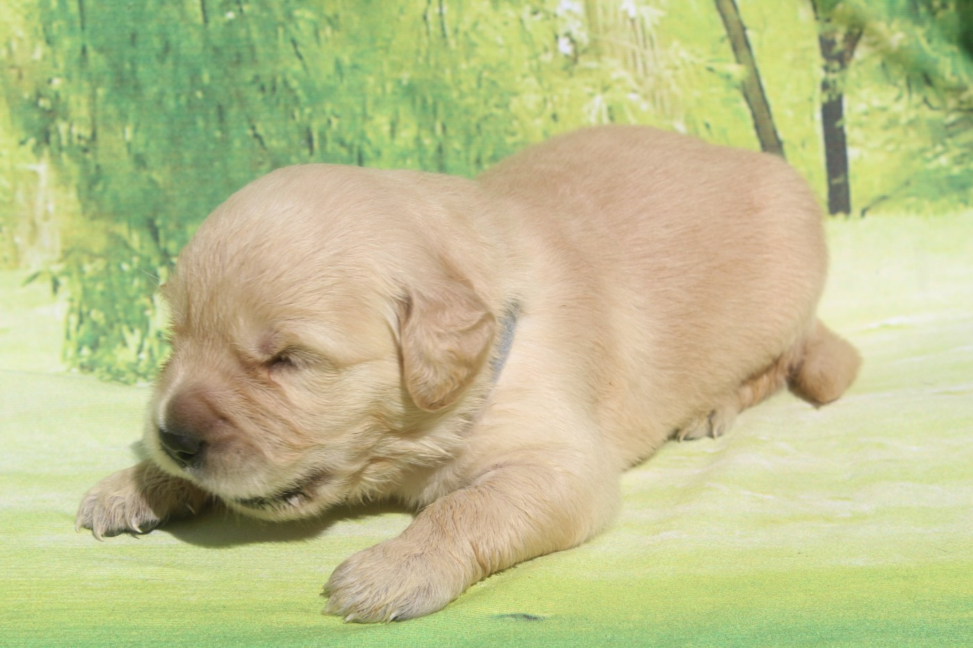 of caniland's dream - Chiots disponibles - Golden Retriever