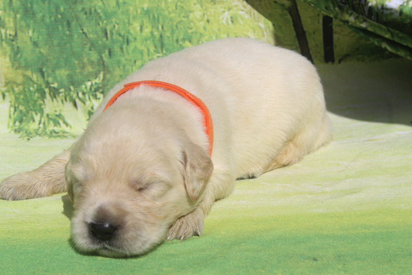 of caniland's dream - Chiots disponibles - Golden Retriever