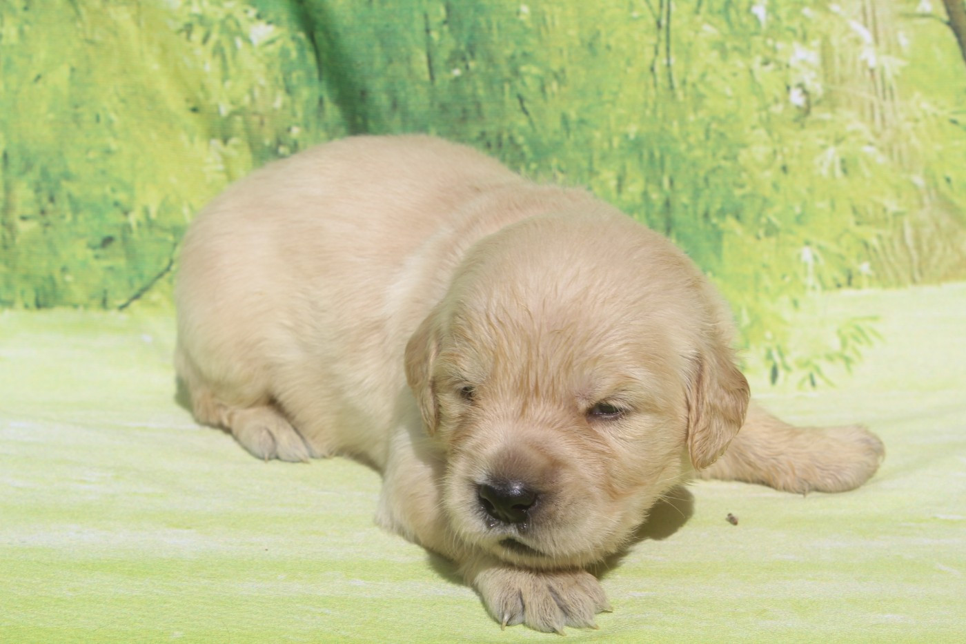 of caniland's dream - Chiots disponibles - Golden Retriever