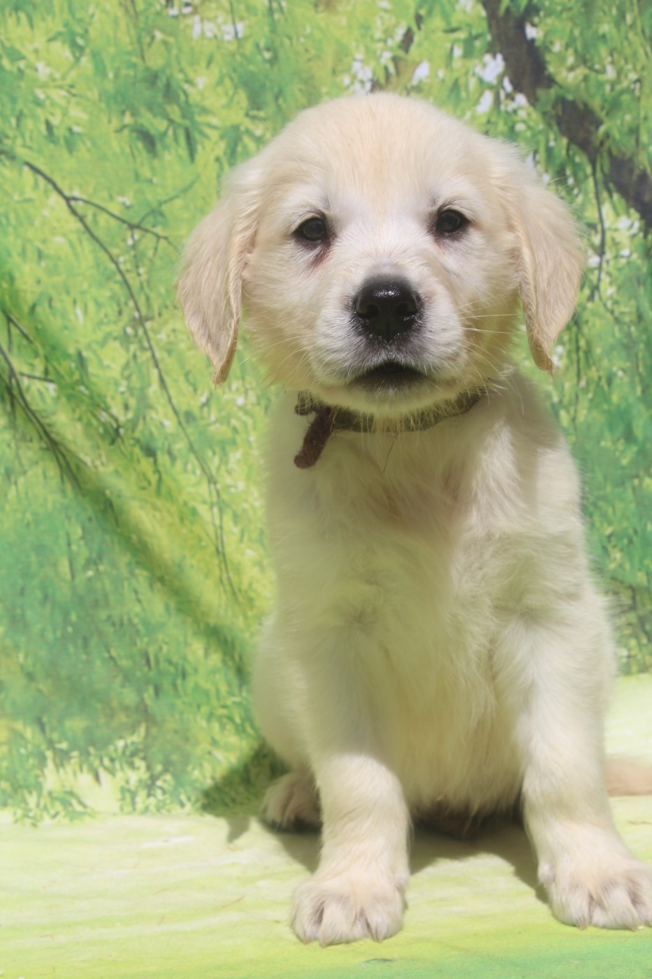 of caniland's dream - Chiots disponibles - Golden Retriever