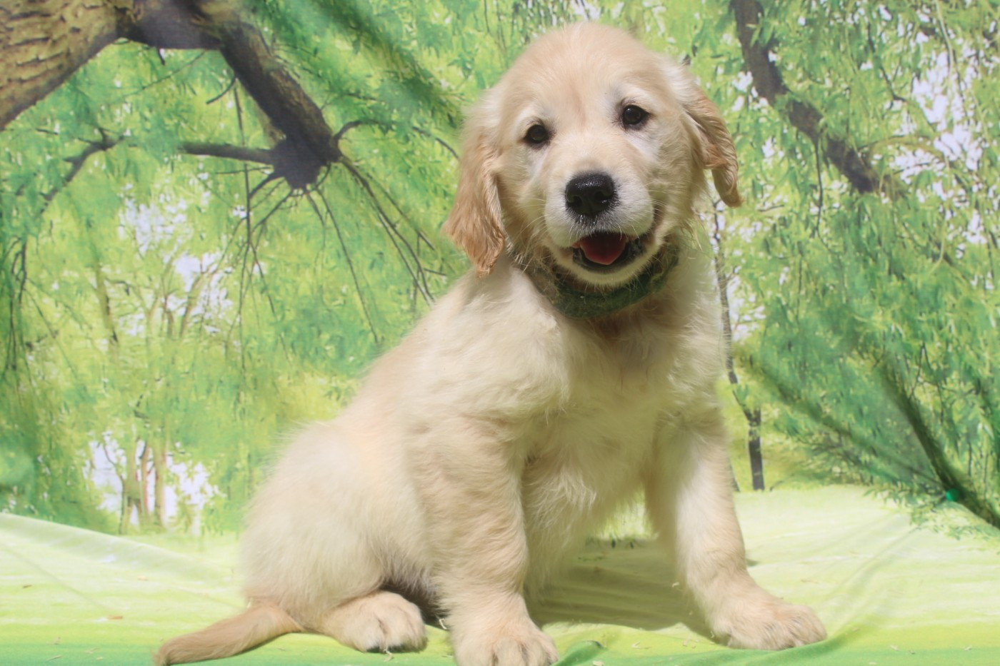 of caniland's dream - Chiots disponibles - Golden Retriever