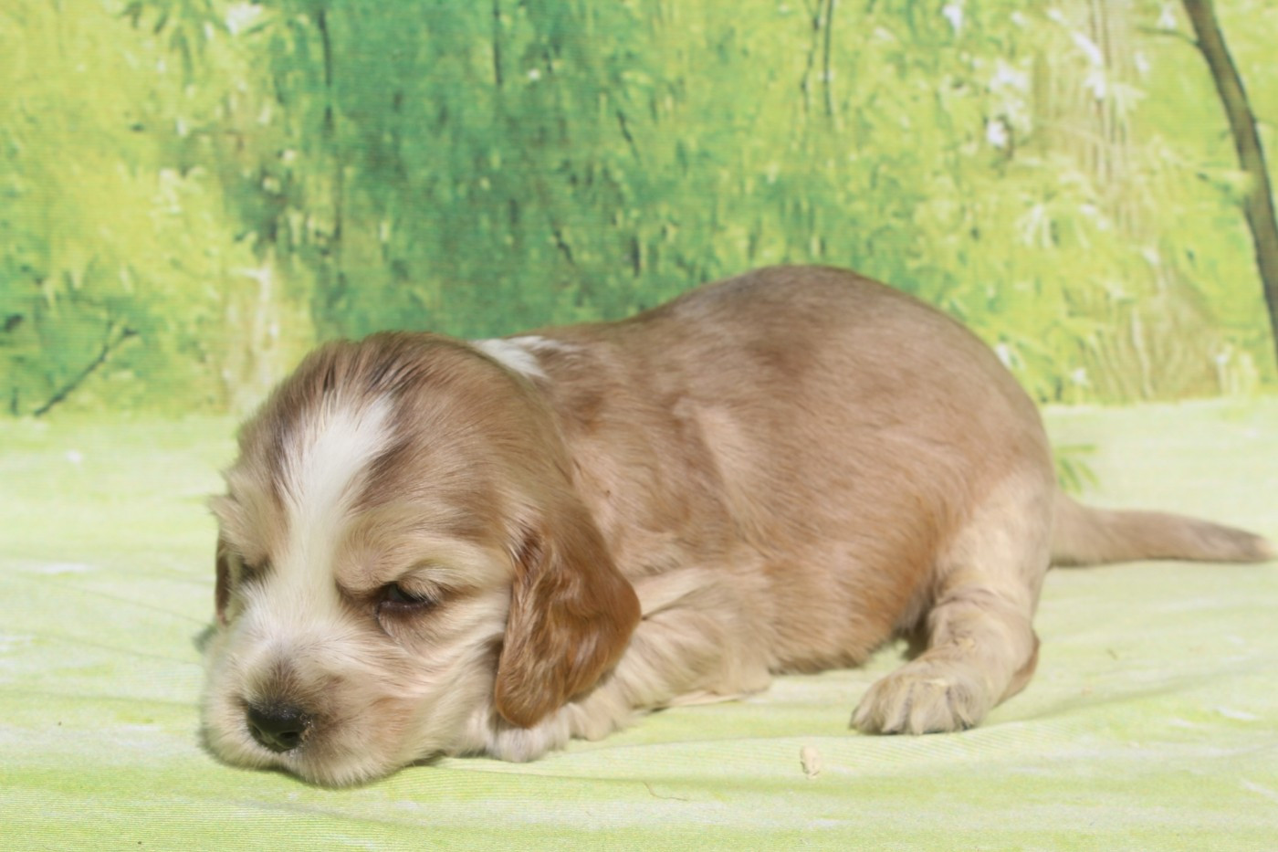 of caniland's dream - Chiots disponibles - Cocker Spaniel Anglais