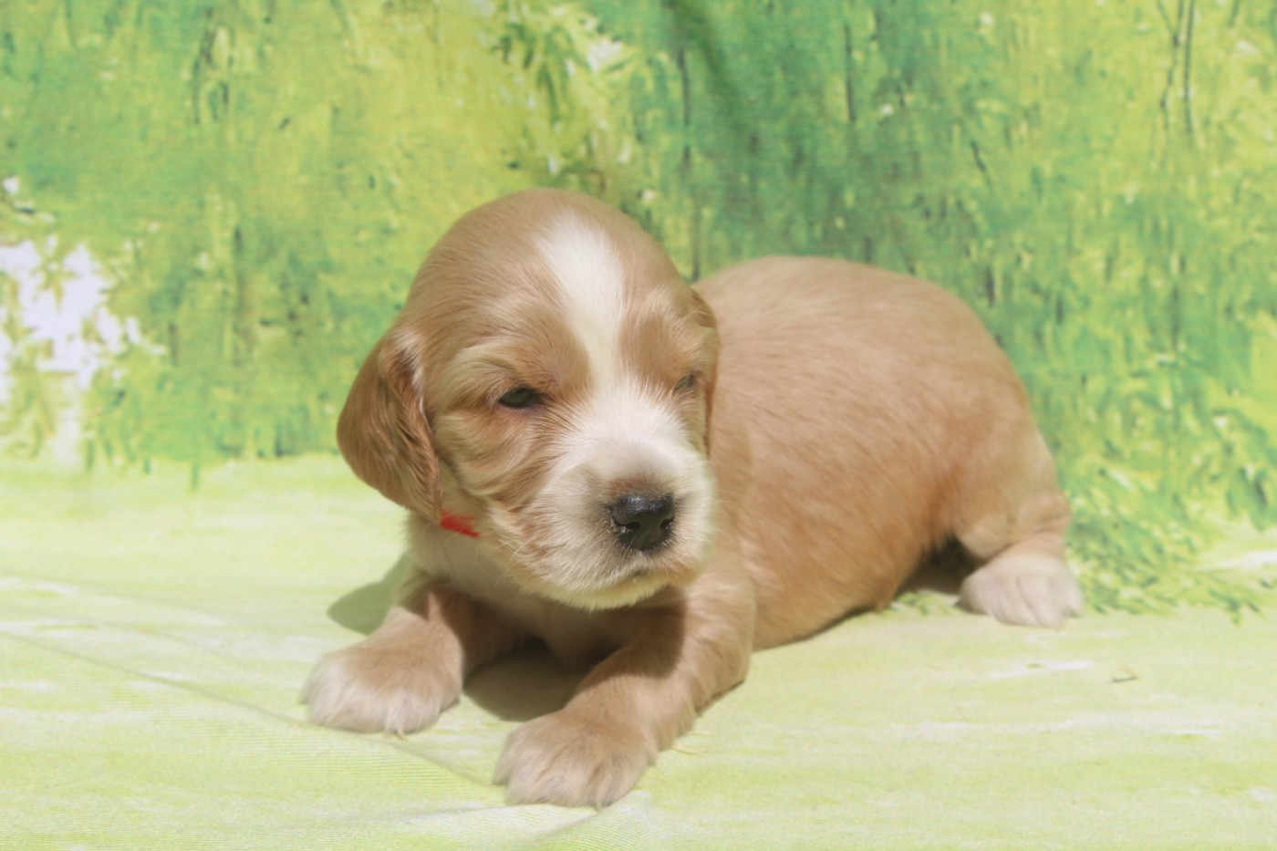 of caniland's dream - Chiots disponibles - Cocker Spaniel Anglais