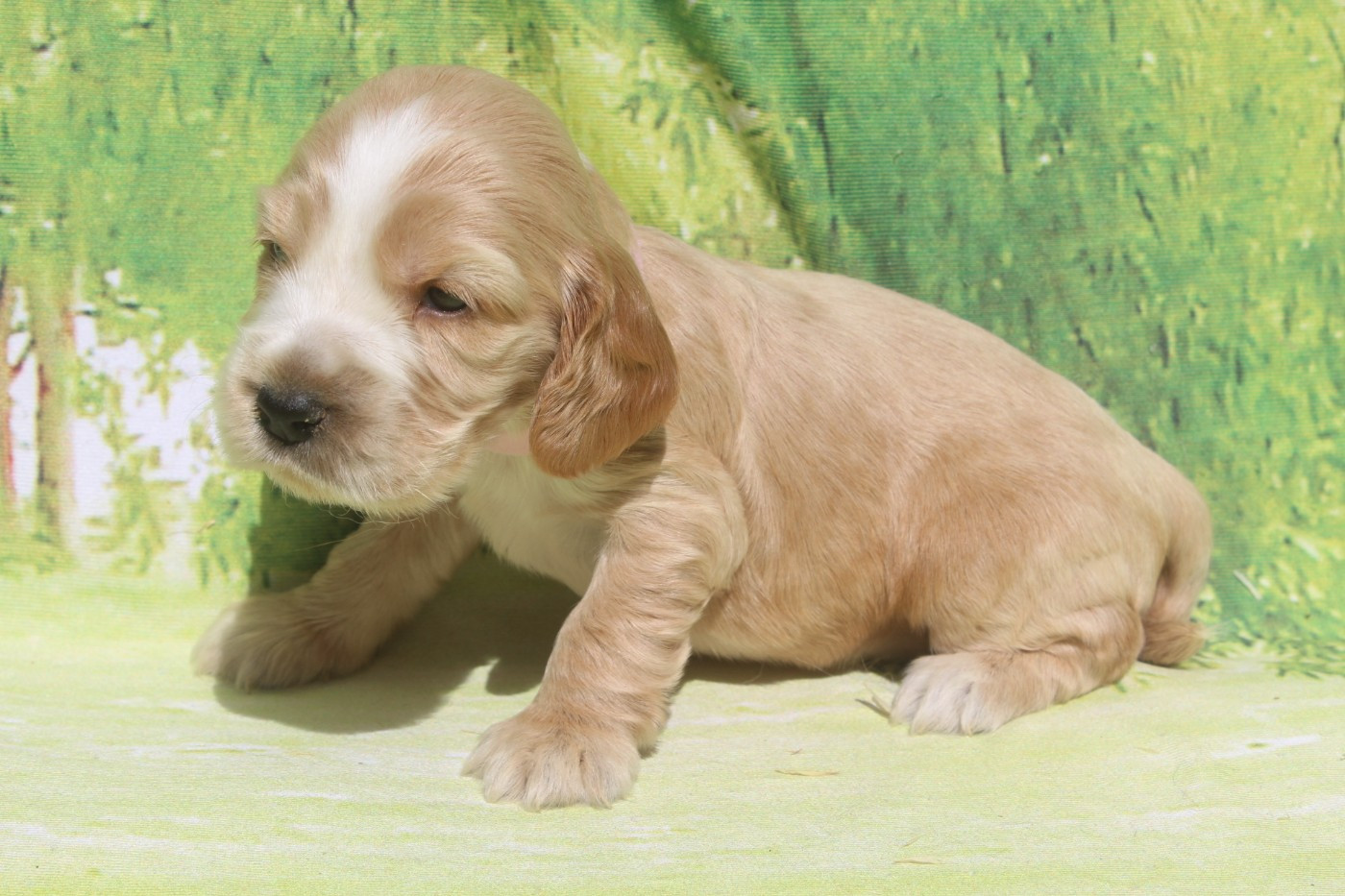 of caniland's dream - Chiots disponibles - Cocker Spaniel Anglais