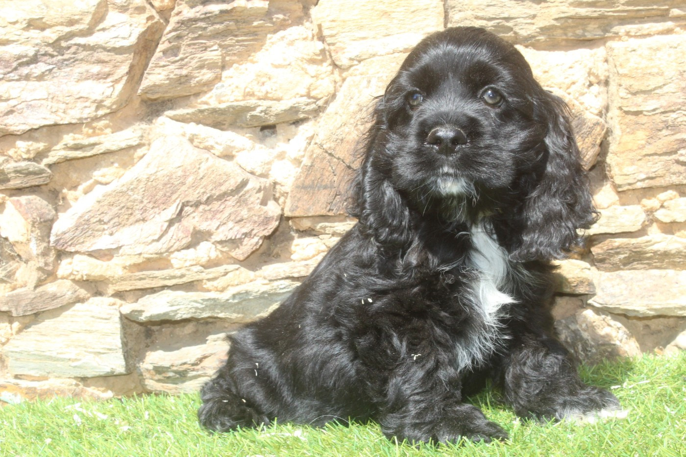of caniland's dream - Chiots disponibles - American Cocker Spaniel