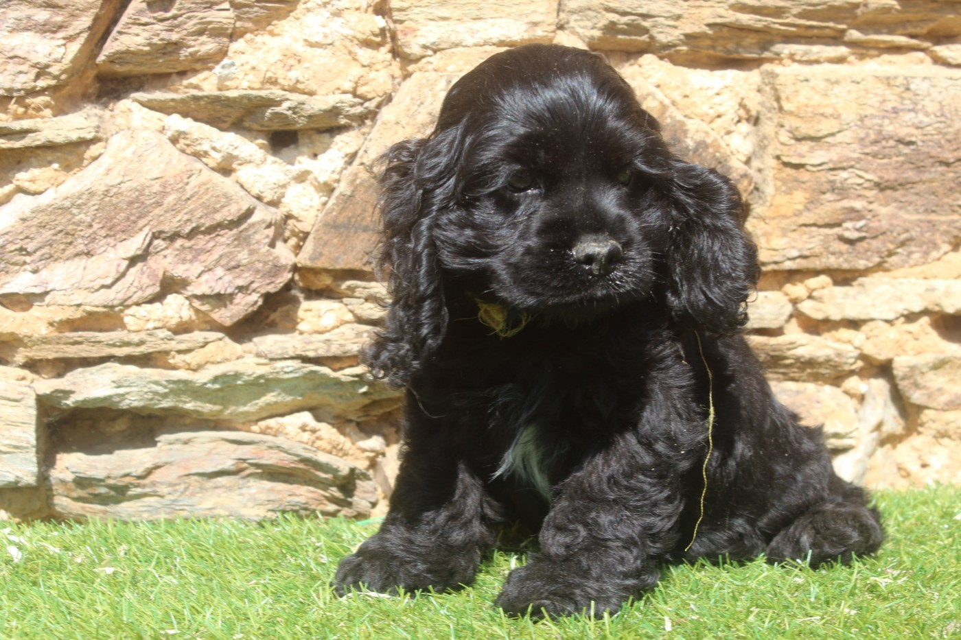 of caniland's dream - Chiots disponibles - American Cocker Spaniel