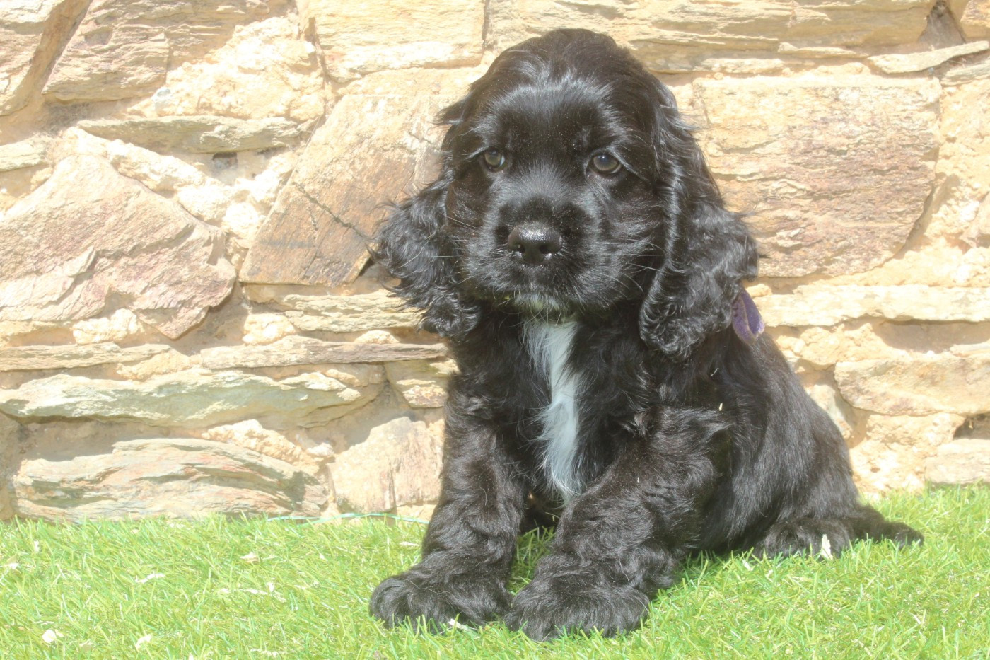 of caniland's dream - Chiots disponibles - American Cocker Spaniel