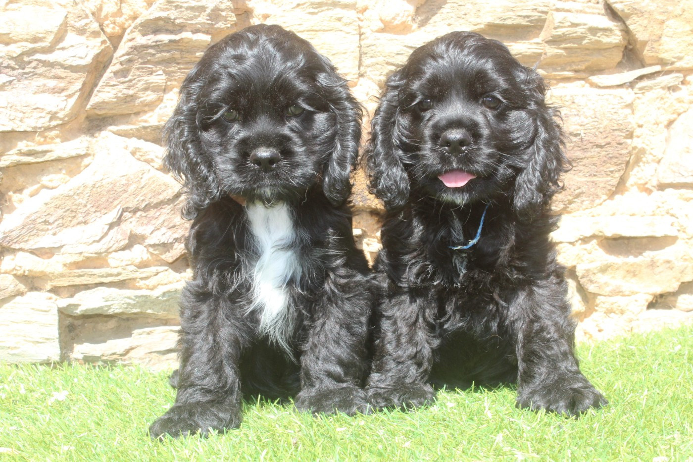 of caniland's dream - Chiots disponibles - American Cocker Spaniel
