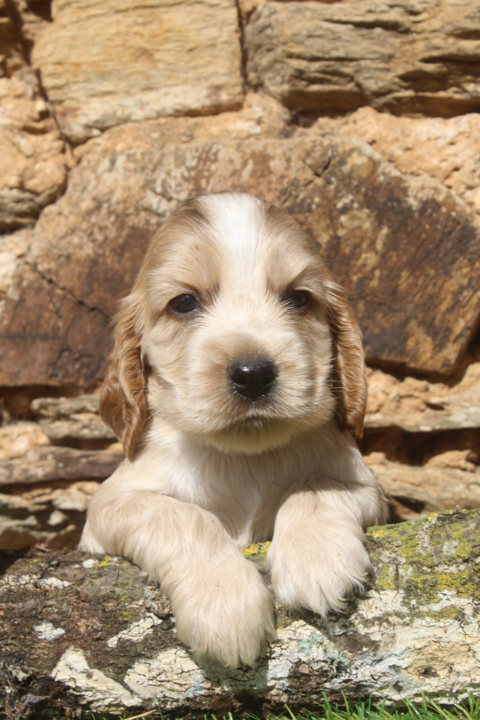 of caniland's dream - Chiots disponibles - Cocker Spaniel Anglais