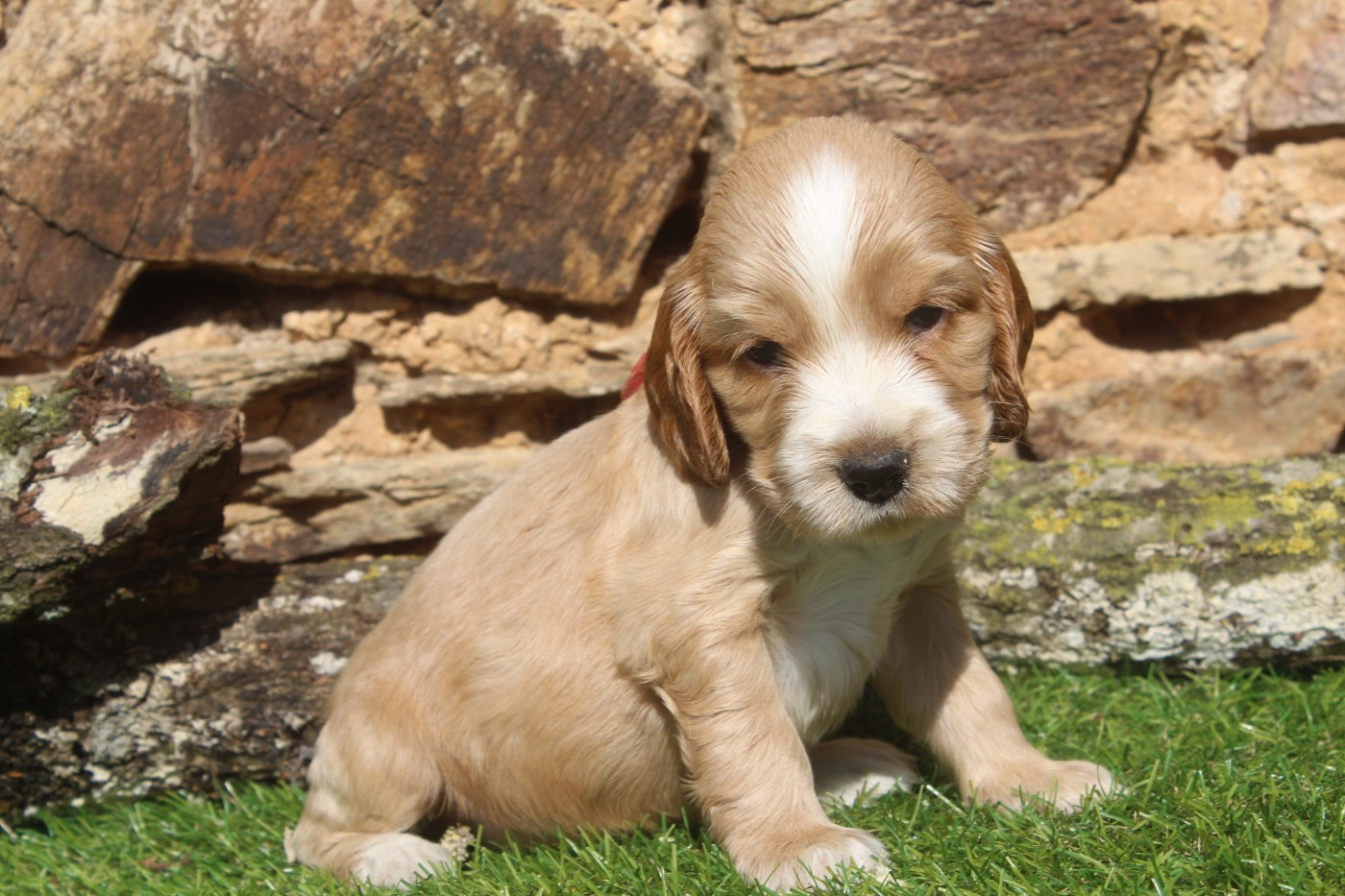 of caniland's dream - Chiots disponibles - Cocker Spaniel Anglais