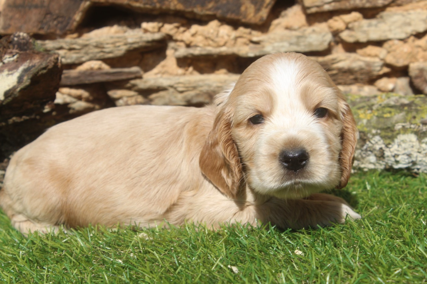 of caniland's dream - Chiots disponibles - Cocker Spaniel Anglais
