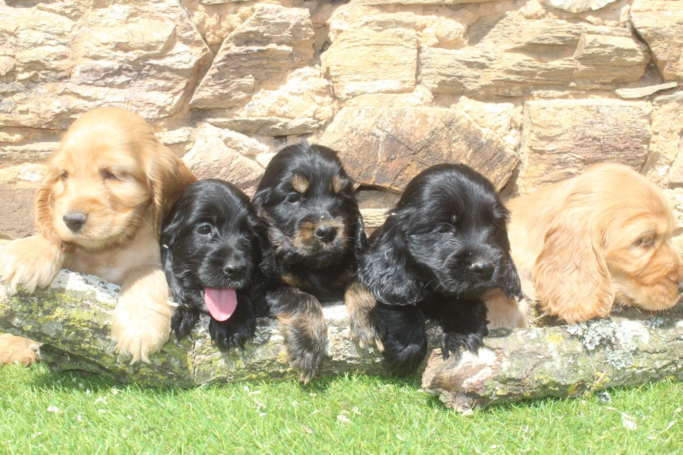 of caniland's dream - Cocker Spaniel Anglais - Portée née le 16/05/2026