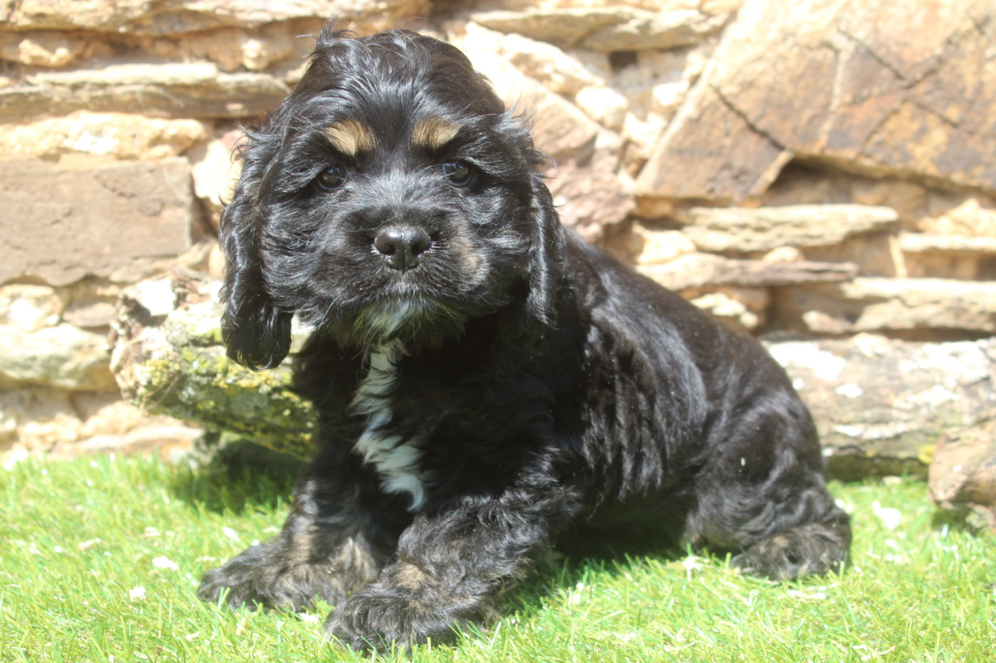 of caniland's dream - American Cocker Spaniel - Portée née le 15/05/2026