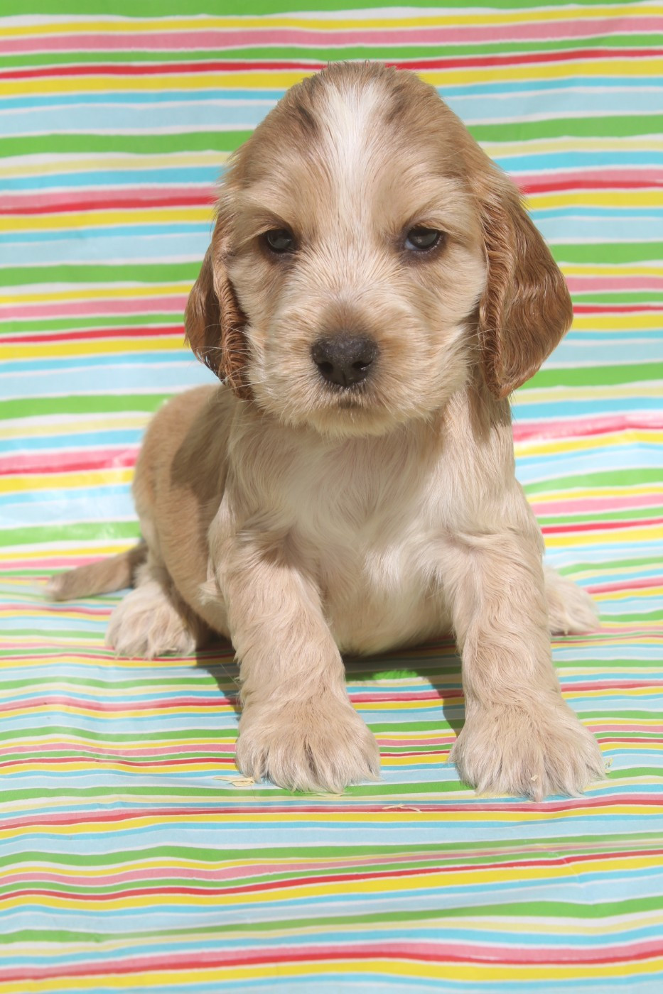 of caniland's dream - Chiots disponibles - Cocker Spaniel Anglais