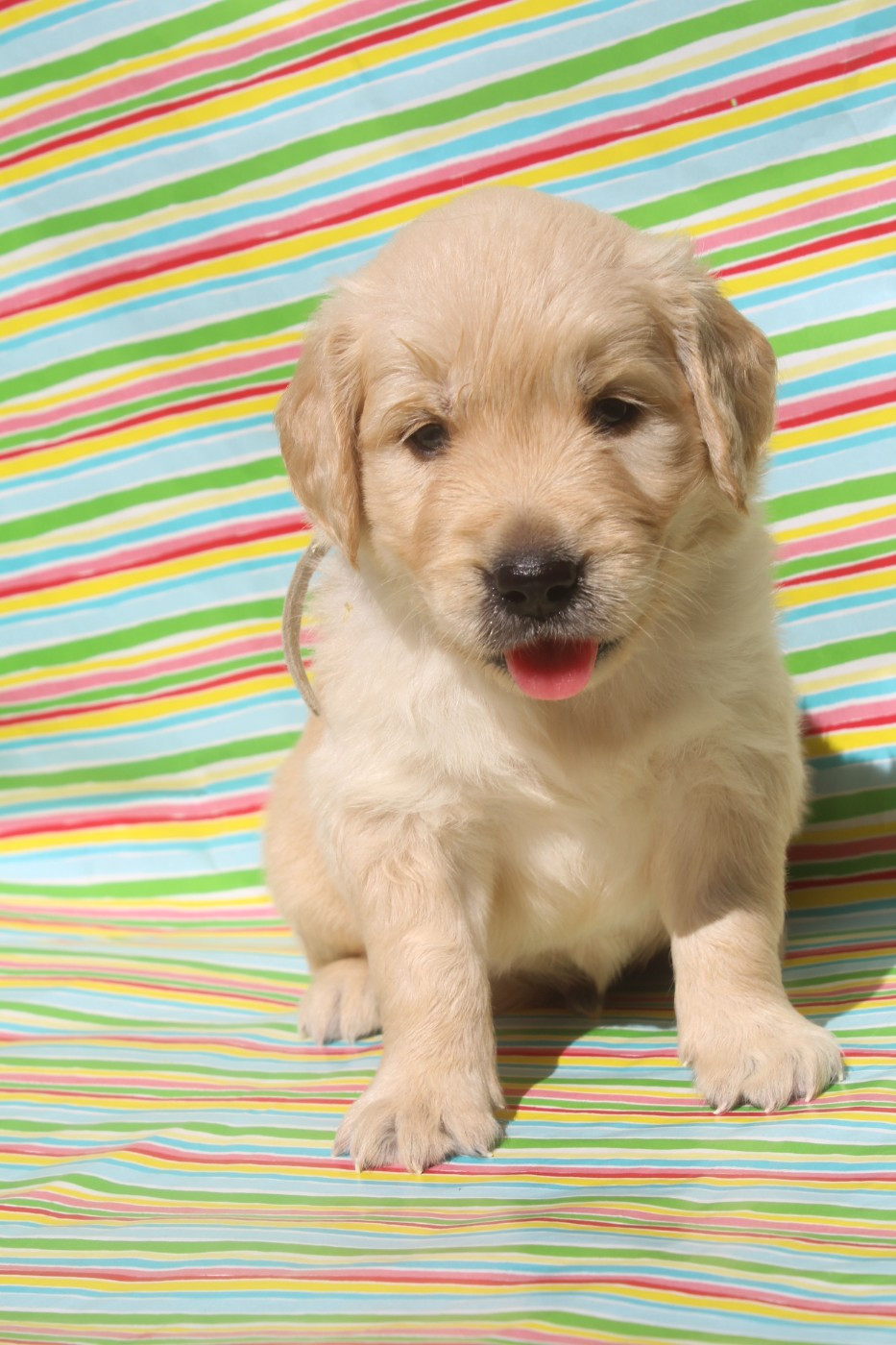 of caniland's dream - Chiots disponibles - Golden Retriever