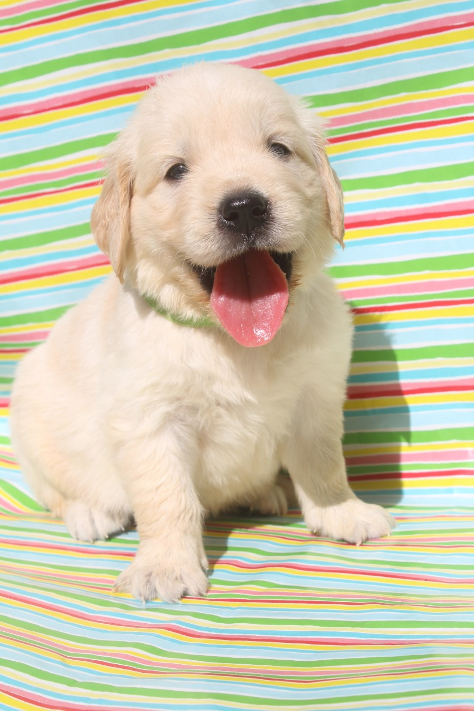 of caniland's dream - Chiots disponibles - Golden Retriever