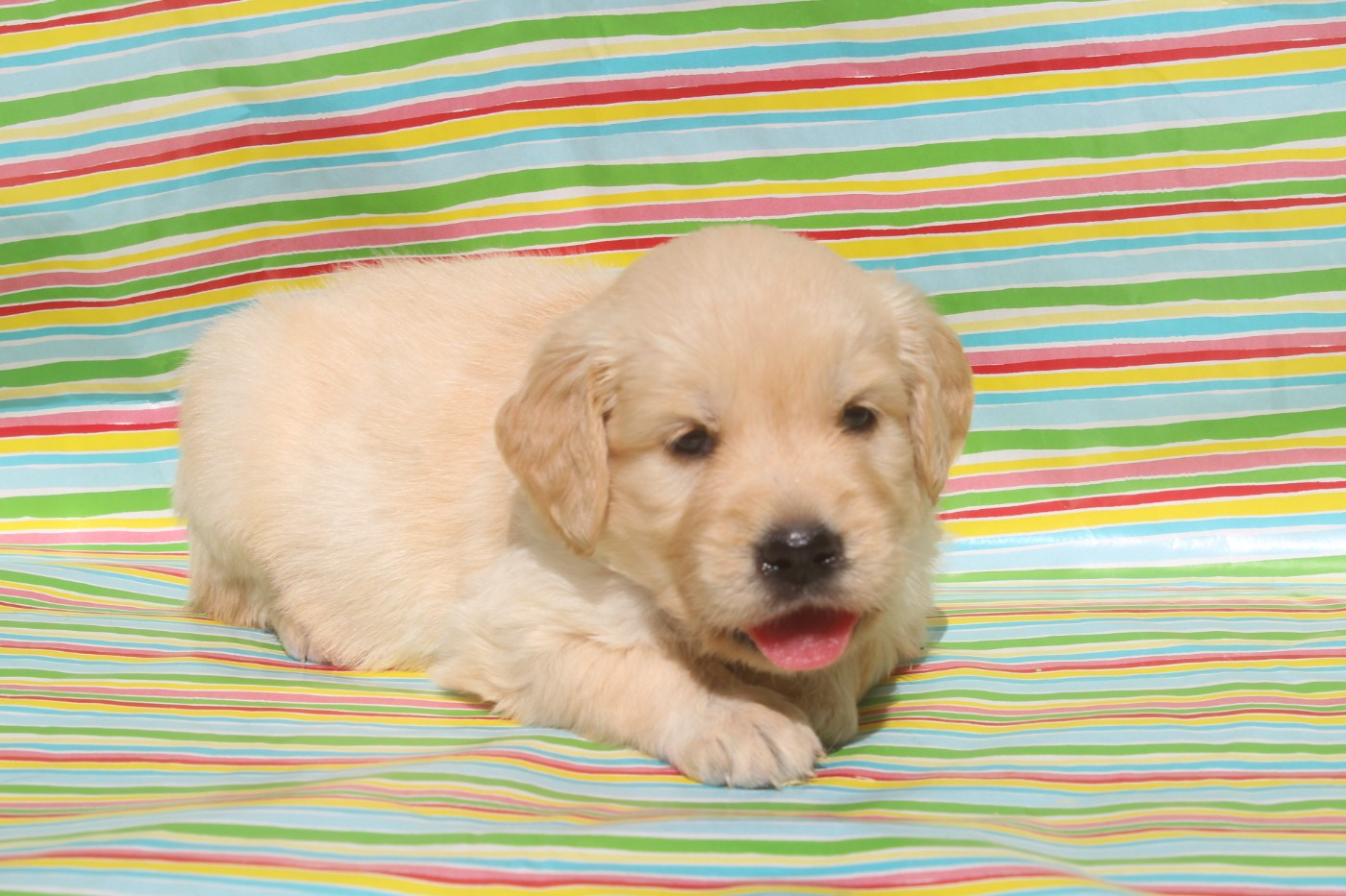 of caniland's dream - Chiots disponibles - Golden Retriever