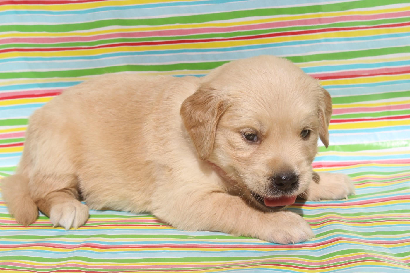 of caniland's dream - Chiots disponibles - Golden Retriever