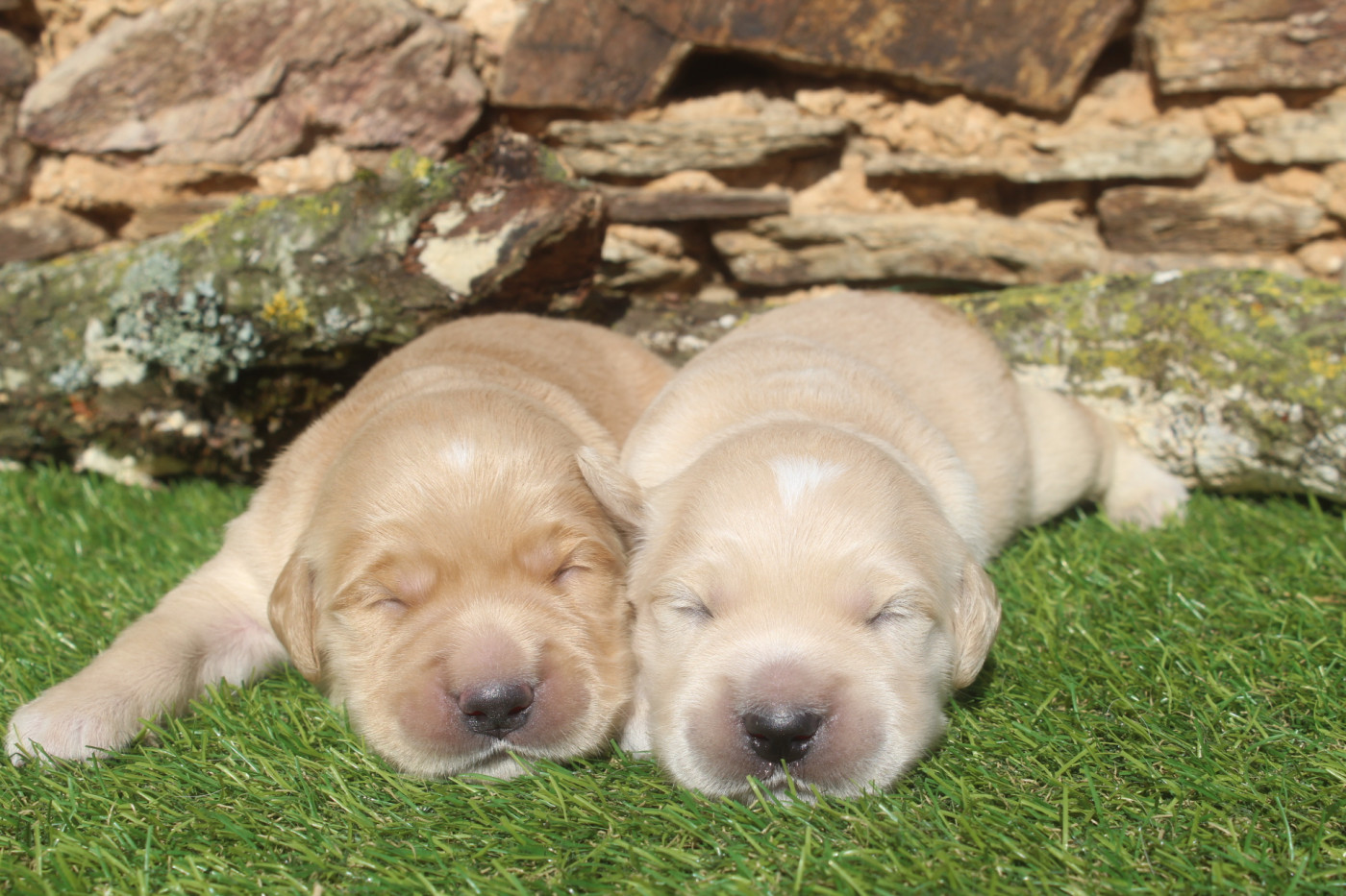 Chiot Golden Retriever of caniland's dream