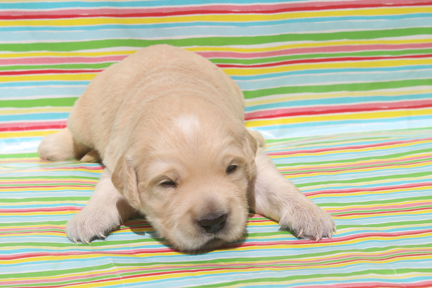 of caniland's dream - Chiots disponibles - Golden Retriever