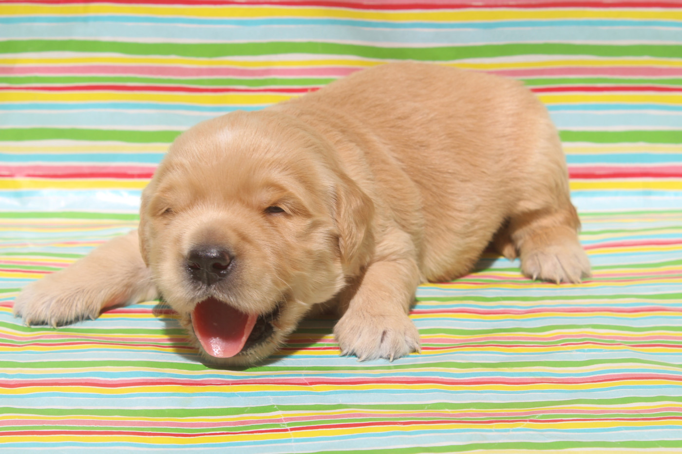 of caniland's dream - Chiots disponibles - Golden Retriever