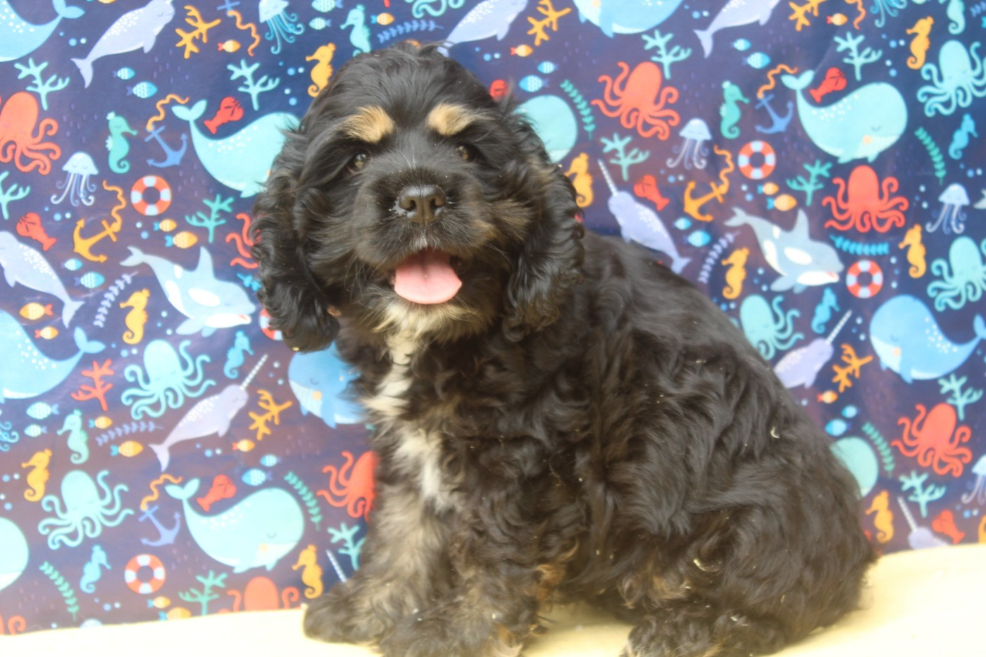 of caniland's dream - Chiots disponibles - American Cocker Spaniel