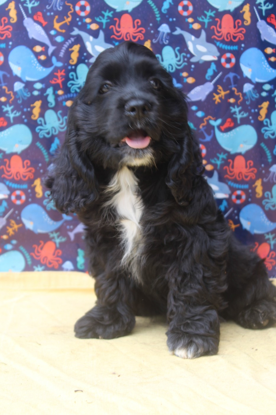 of caniland's dream - Chiots disponibles - American Cocker Spaniel