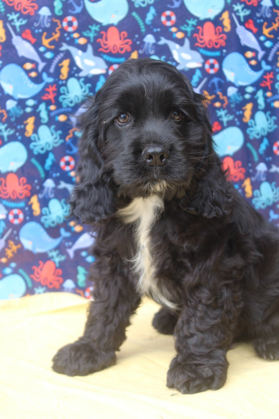 of caniland's dream - Chiots disponibles - American Cocker Spaniel