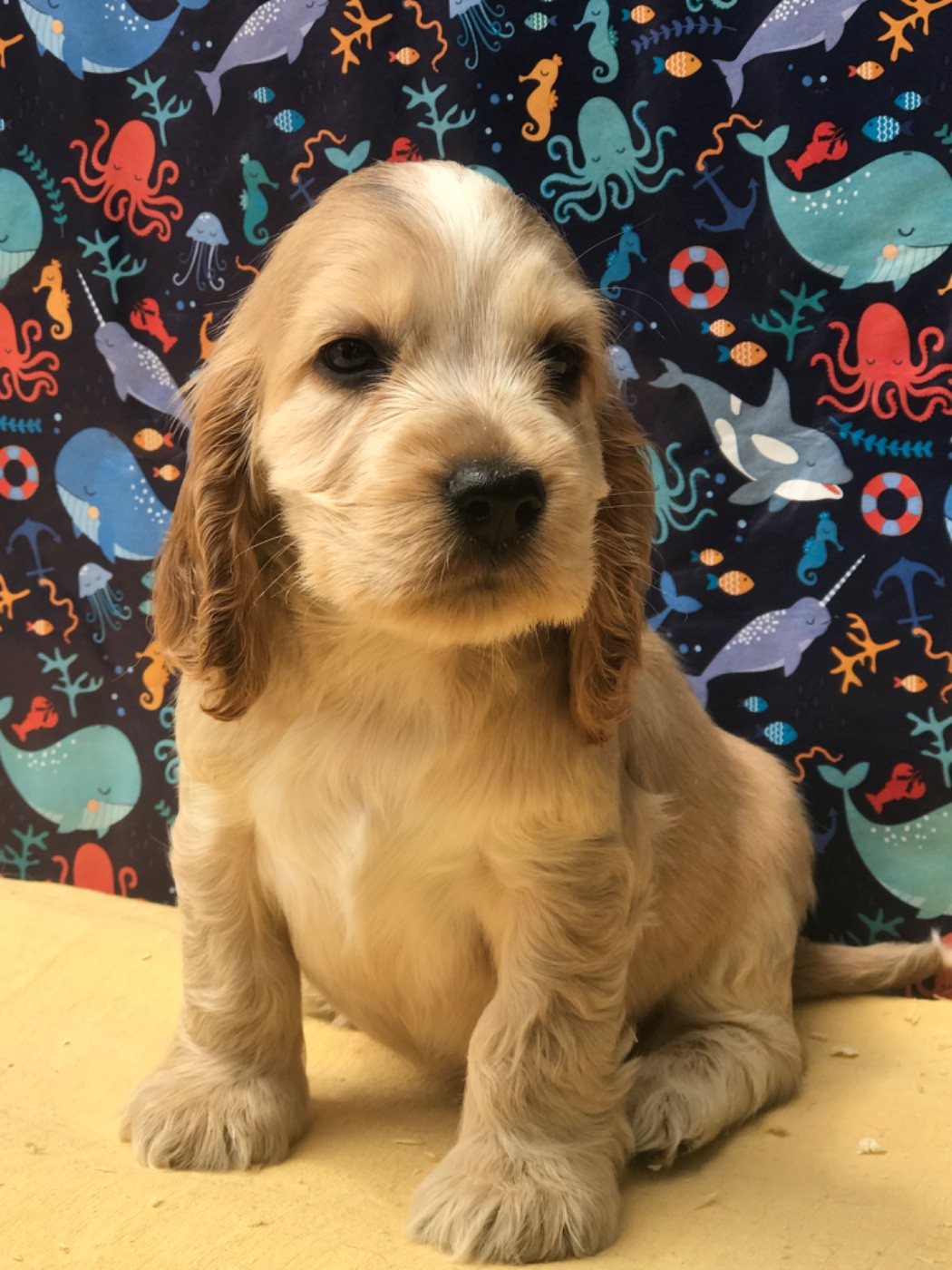 of caniland's dream - Chiots disponibles - Cocker Spaniel Anglais