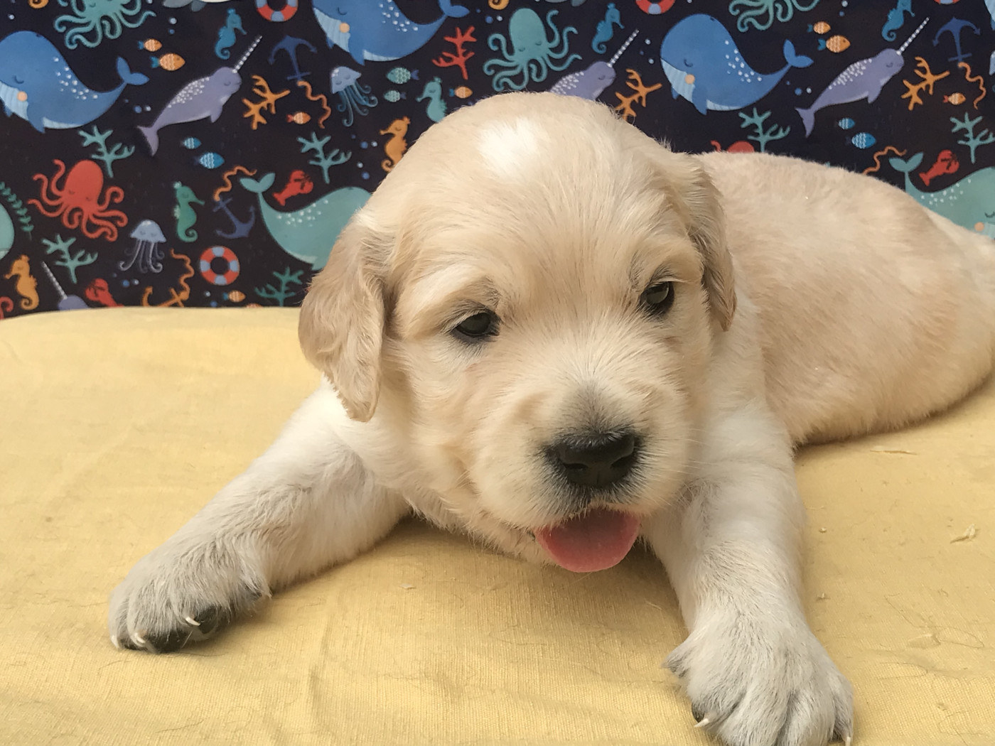 of caniland's dream - Chiots disponibles - Golden Retriever