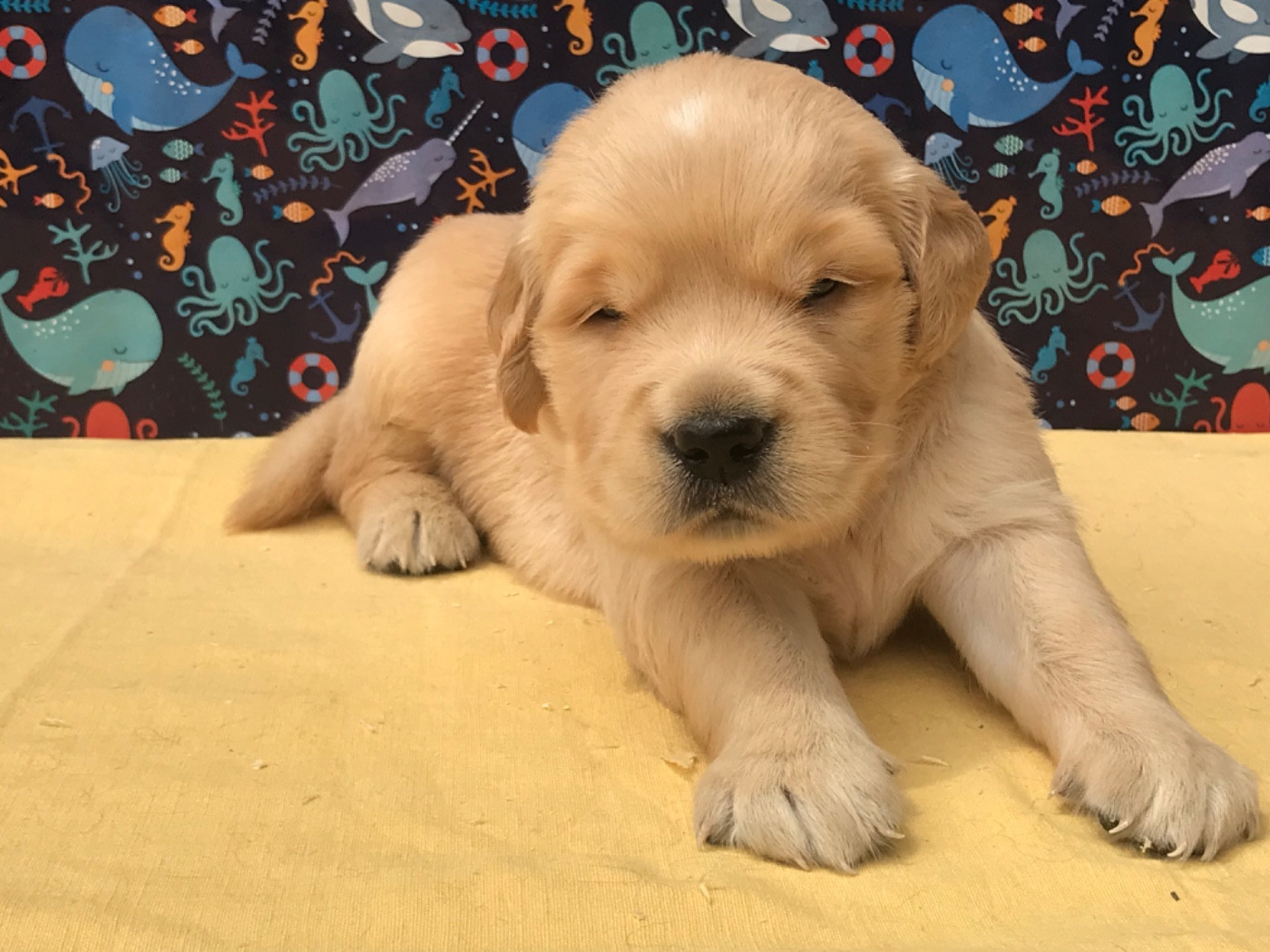 of caniland's dream - Chiots disponibles - Golden Retriever