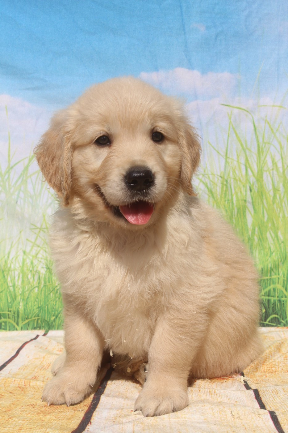 of caniland's dream - Chiots disponibles - Golden Retriever