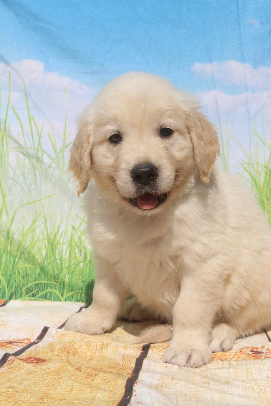 of caniland's dream - Chiots disponibles - Golden Retriever