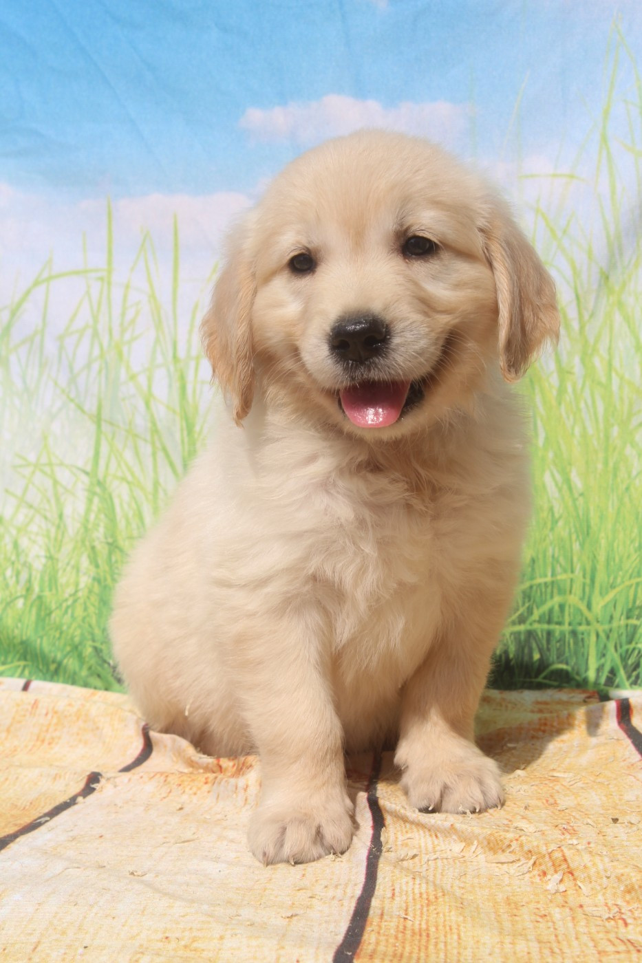 of caniland's dream - Chiots disponibles - Golden Retriever