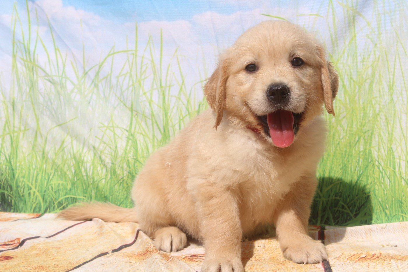of caniland's dream - Chiots disponibles - Golden Retriever