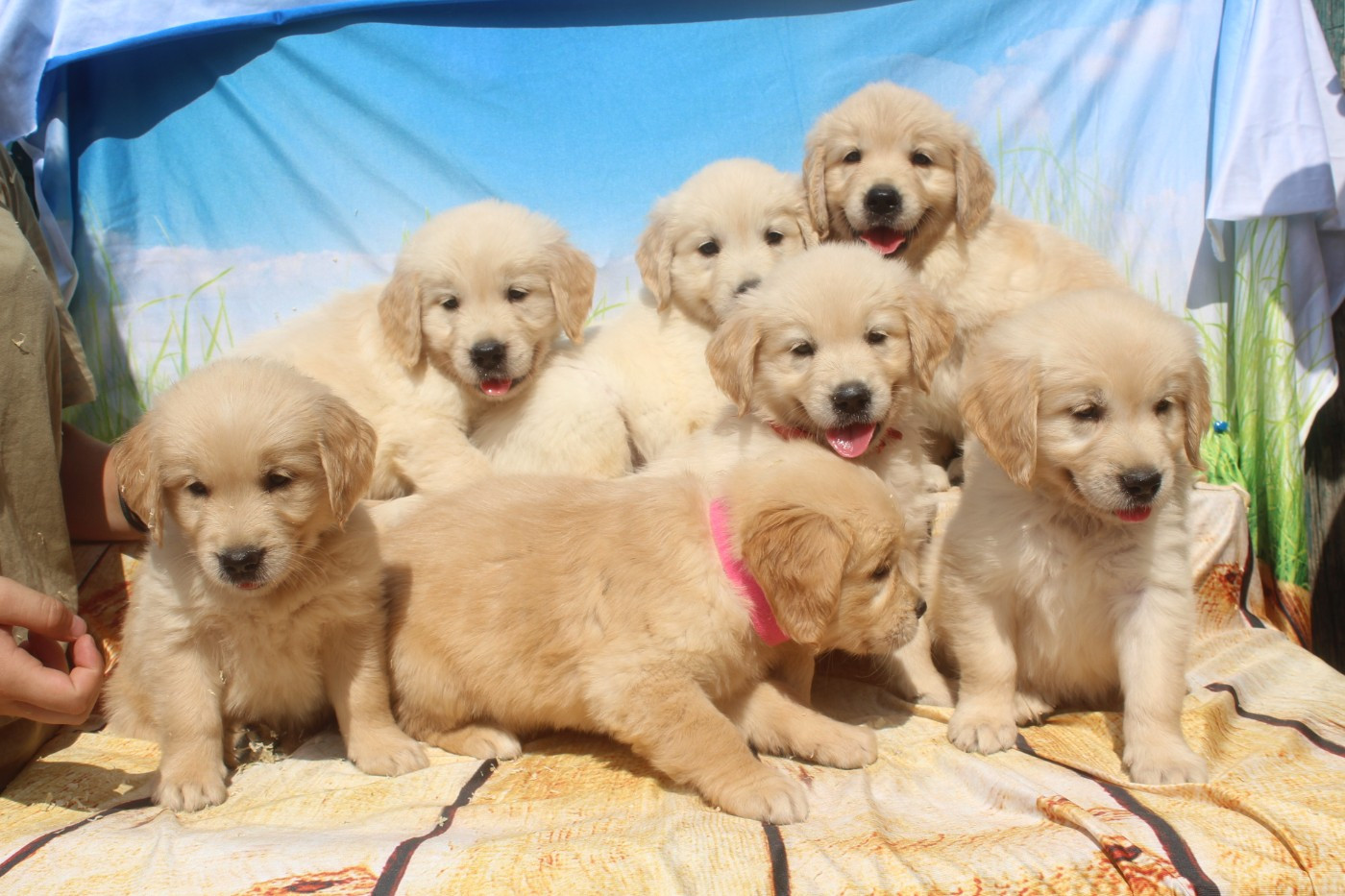of caniland's dream - Golden Retriever - Portée née le 06/06/2026