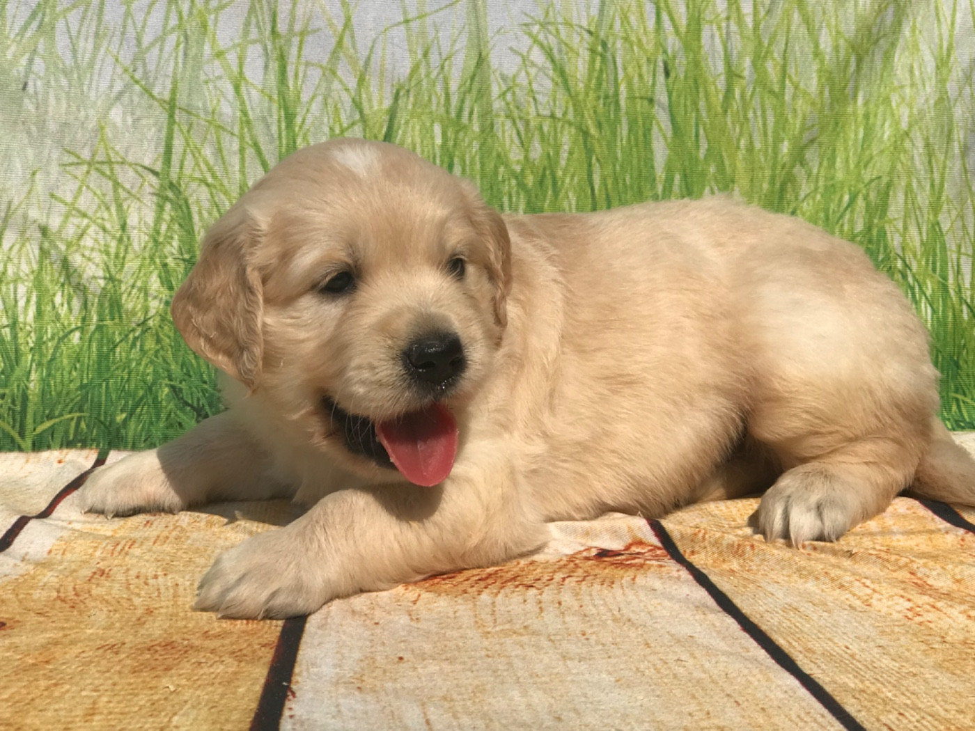 of caniland's dream - Chiots disponibles - Golden Retriever