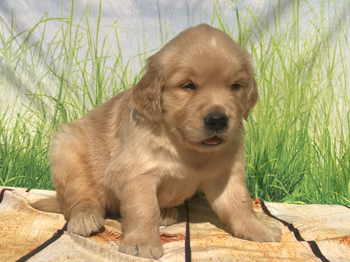 of caniland's dream - Chiots disponibles - Golden Retriever