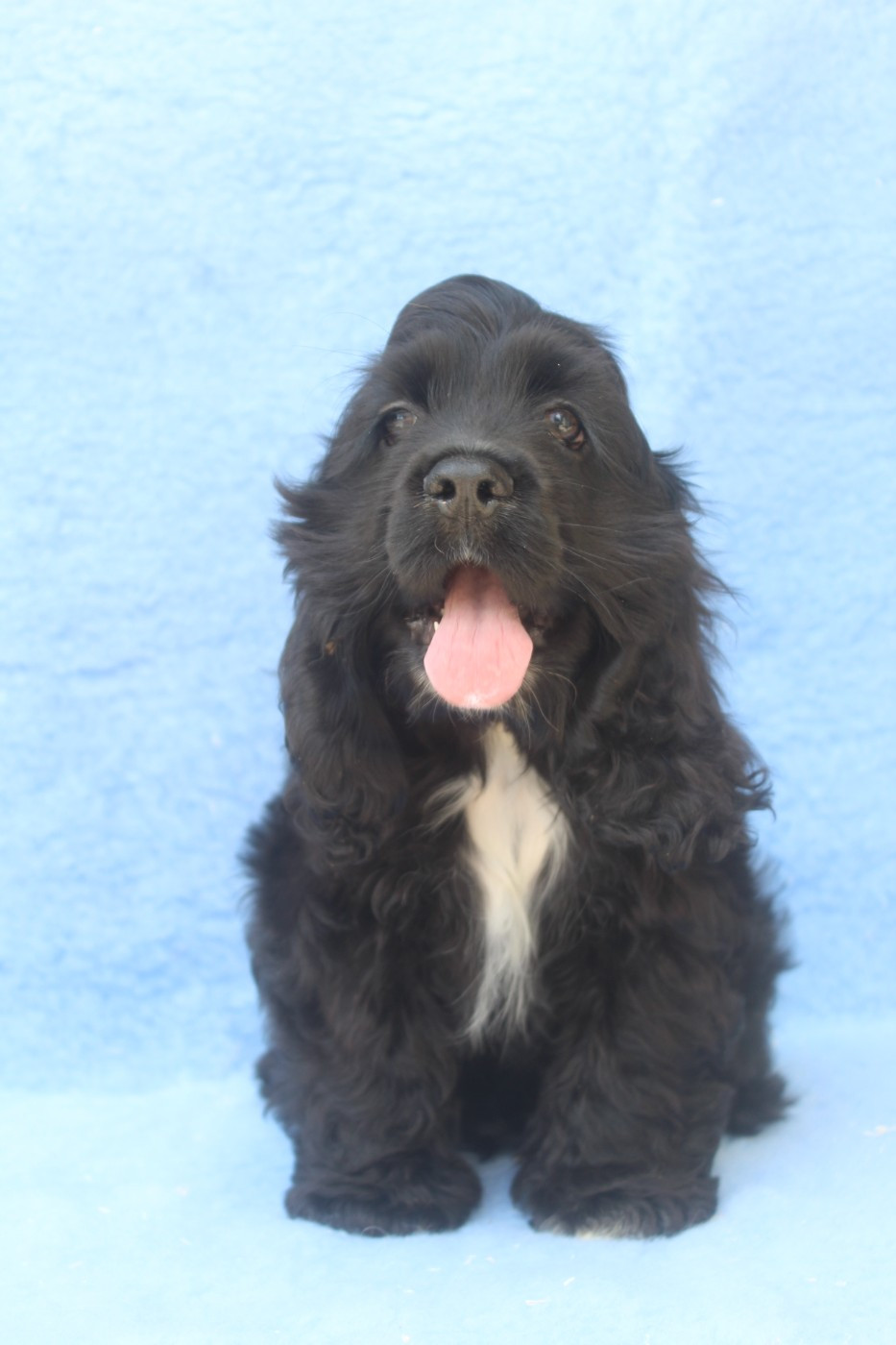 of caniland's dream - Chiots disponibles - American Cocker Spaniel