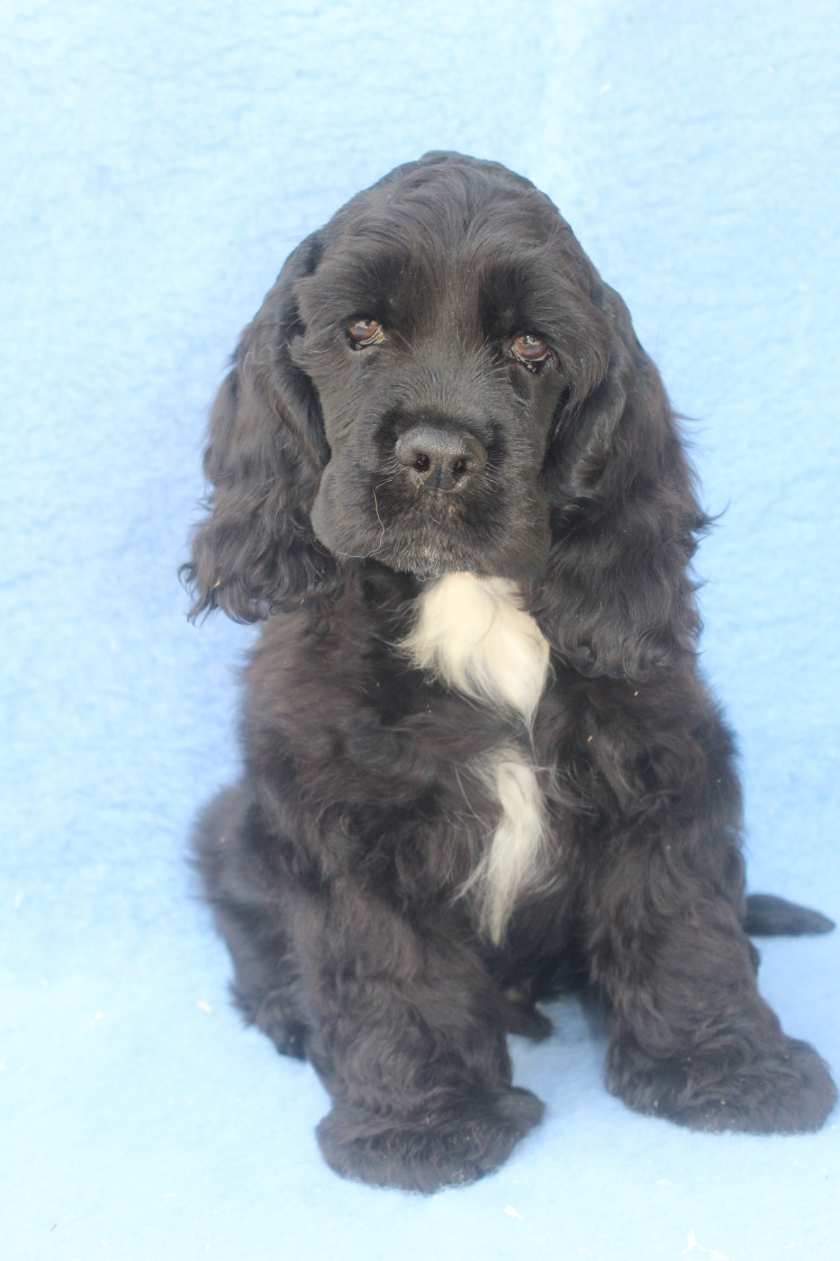 of caniland's dream - Chiots disponibles - American Cocker Spaniel