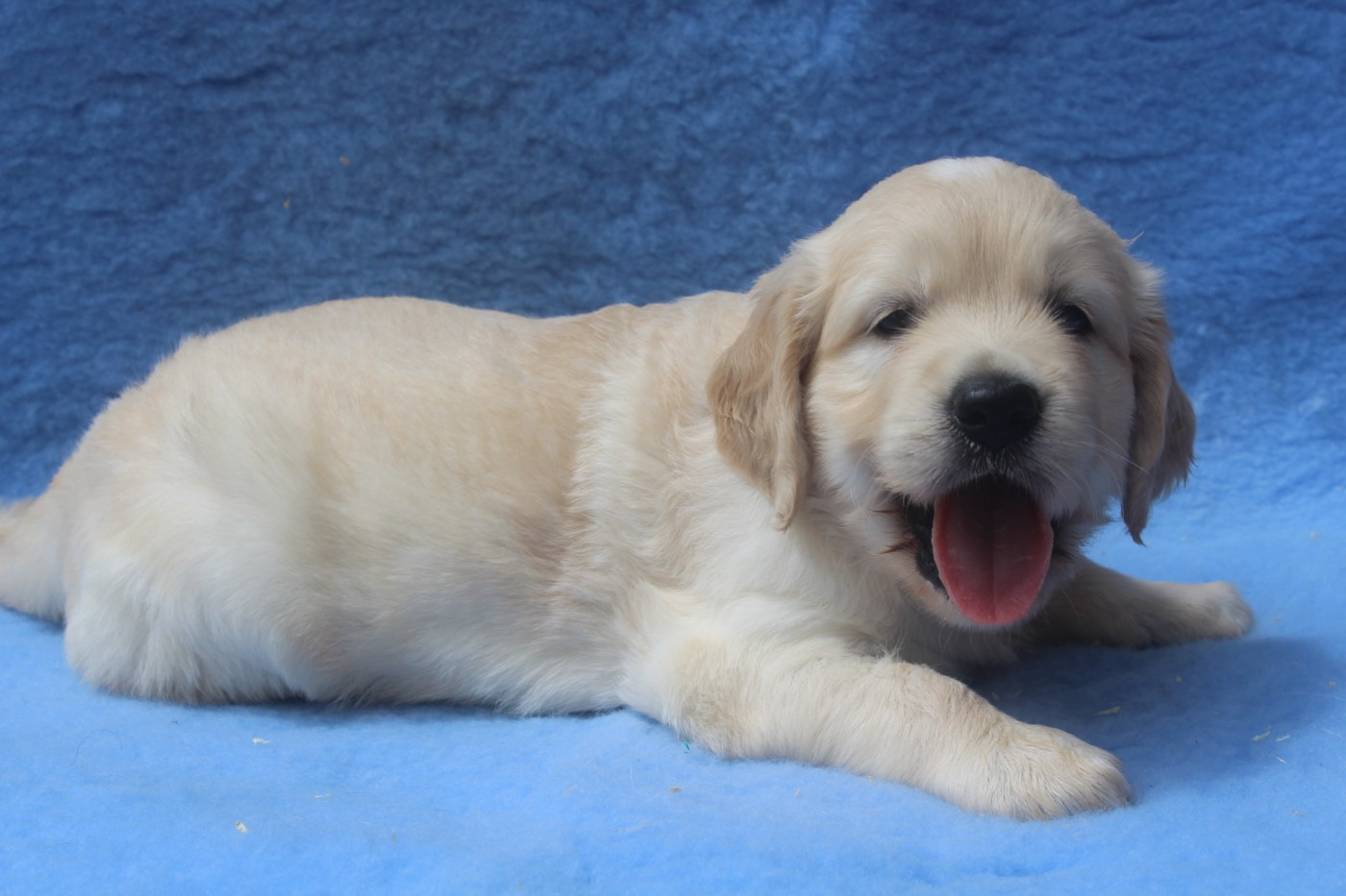 of caniland's dream - Chiots disponibles - Golden Retriever