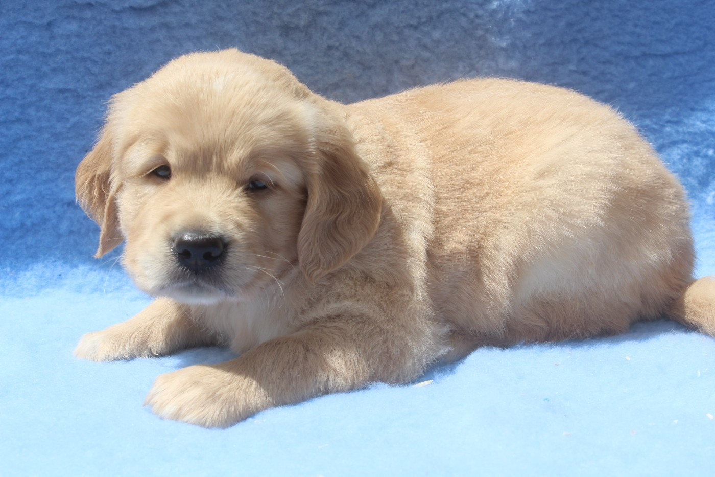 of caniland's dream - Chiots disponibles - Golden Retriever